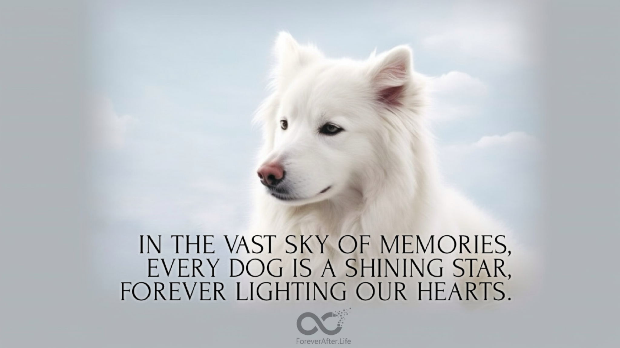In the vast sky of memories, every dog is a shining star, forever lighting our hearts