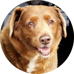 Portrait of Bobi